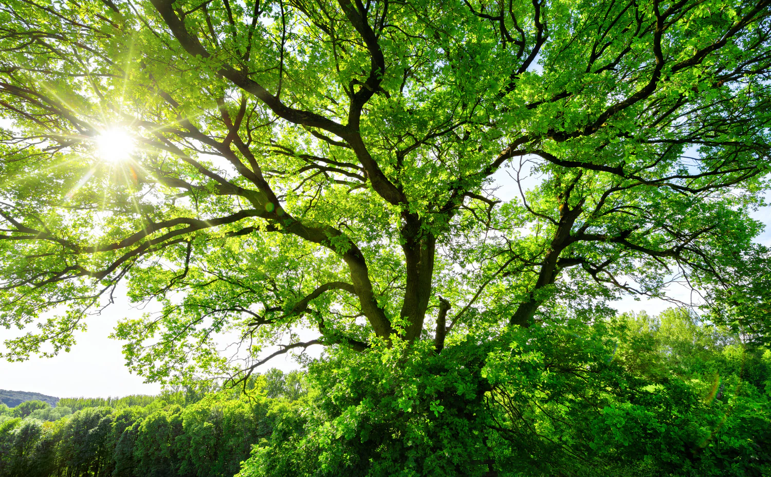 Rooted in Exmoor Heritage