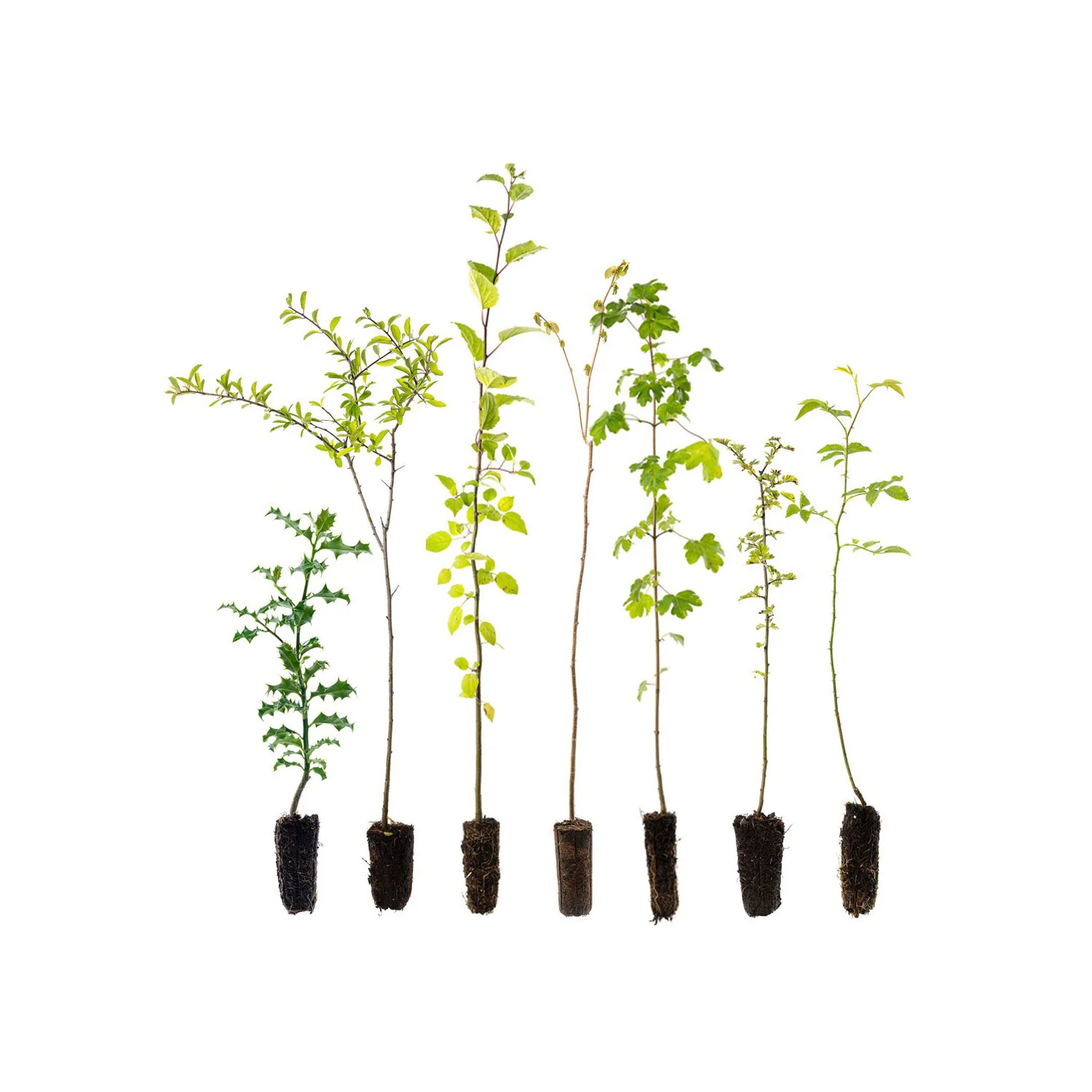 Tree & Hedge Packs